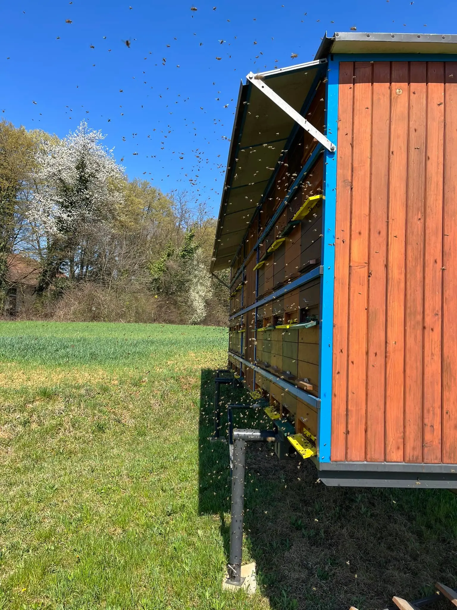 Prevozno čebelarstvo 17